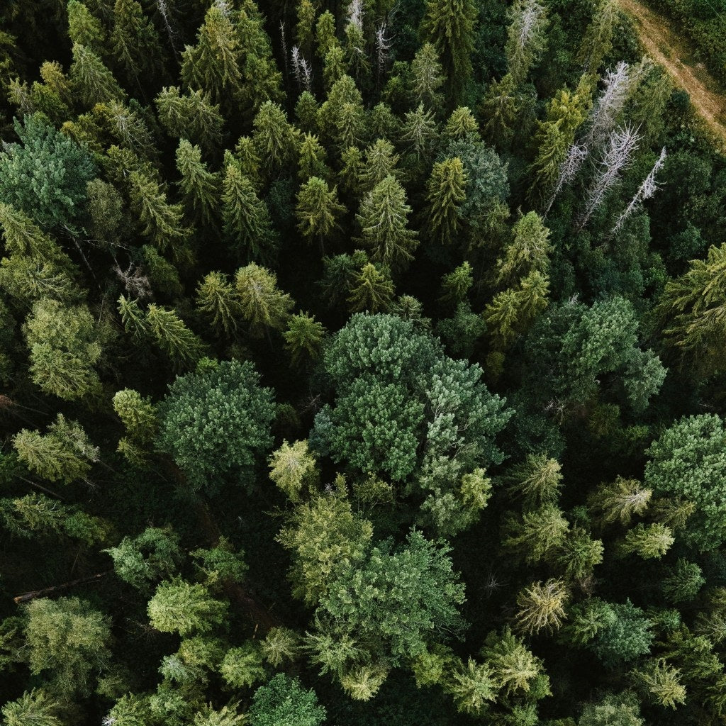 The Difference Between Softwoods and Hardwoods