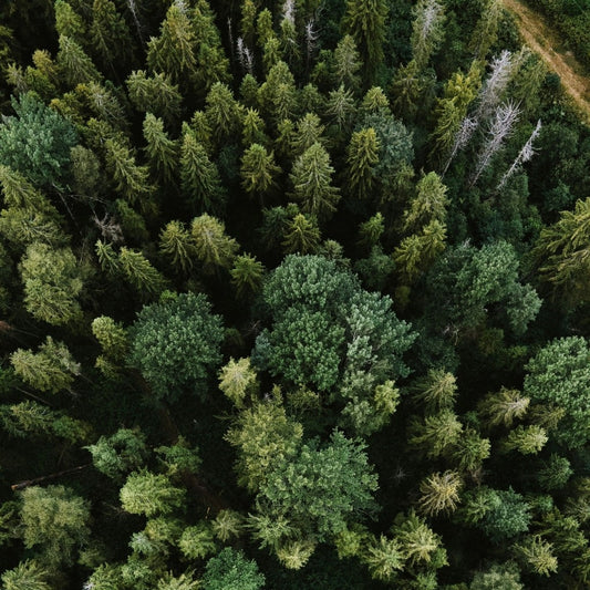 The Difference Between Softwoods and Hardwoods